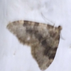 Nebula ibericata