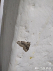 Nebula ibericata