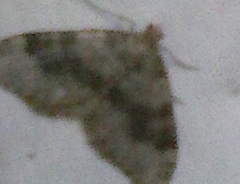Nebula ibericata