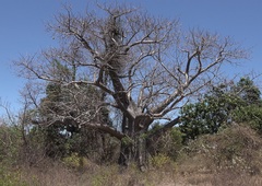 Adansonia madagascariensis