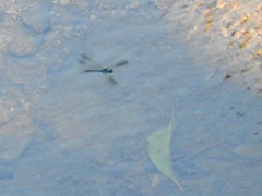 Heliocypha perforata