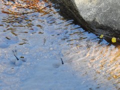 Heliocypha perforata