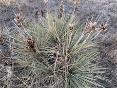 Yucca glauca