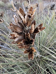 Yucca glauca