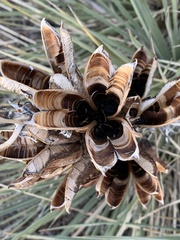 Yucca glauca