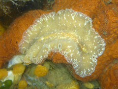 Pseudoceros canadensis