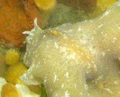 Pseudoceros canadensis