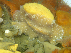 Pseudoceros canadensis