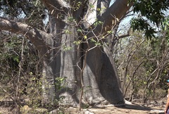 Adansonia madagascariensis