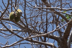 Adansonia madagascariensis