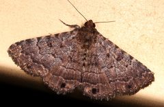 Diatenes aglossoides