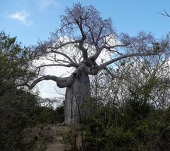 Adansonia madagascariensis