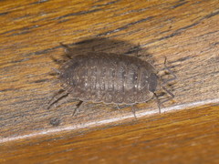 Porcellio monticola