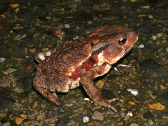 Bufo
