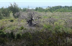 Adansonia madagascariensis