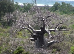 Adansonia madagascariensis