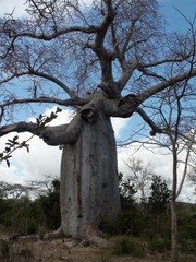 Adansonia madagascariensis