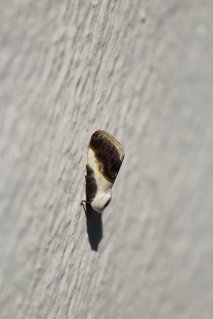 Acontia jaliscana
