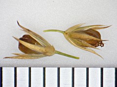 Juncus pylaei