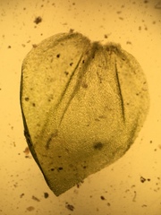 Hygrohypnum