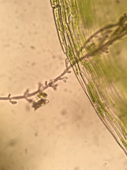 Hygrohypnum