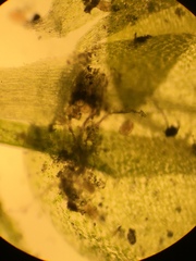 Hygrohypnum