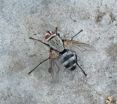 Microphthalma disjuncta