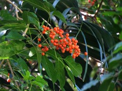 Vitex queenslandica