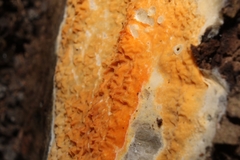 Leucogyrophana mollusca