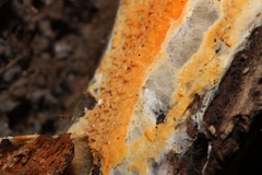 Leucogyrophana mollusca