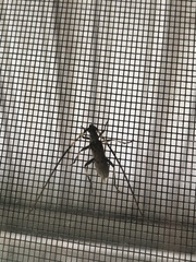 Didymocantha obliqua