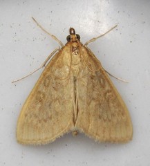 Framinghamia helvalis