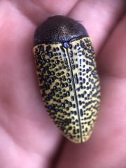 Stigmodera macularia