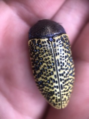 Stigmodera macularia