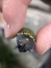Stigmodera macularia