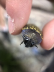 Stigmodera macularia