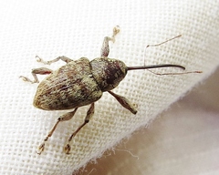 Curculio proboscideus
