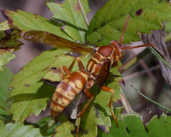 Polistes apachus texanus