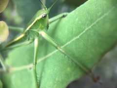 Terpandrus