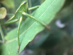 Terpandrus
