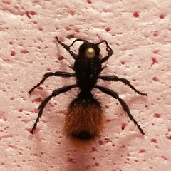 Dasymutilla clotho