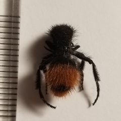 Dasymutilla clotho