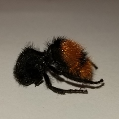 Dasymutilla clotho