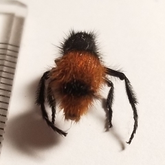 Dasymutilla clotho