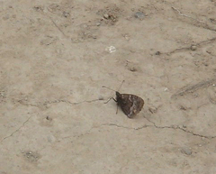 Hipparchia miguelensis