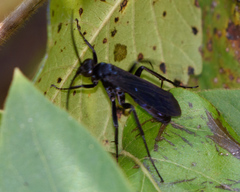 Anoplius depressipes