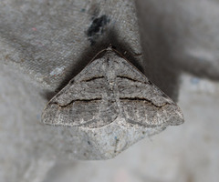 Digrammia imparilata
