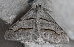 Digrammia imparilata