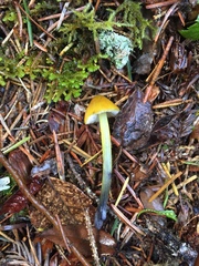 Hygrocybe