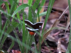 Buzara infractafinis